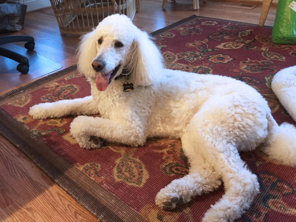 Quincy, a pet therapy dog for JSSA hospice